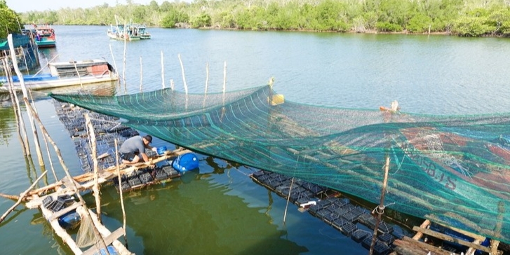 Cho cua biển ăn ở trong hộp nhựa, chưa đến lứa thương lái đã đặt mua, người nuôi thu bộn tiền Cho cua biển ăn ở trong hộp nhựa, chưa đến lứa thương lái đã đặt mua, người nuôi thu bộn tiền