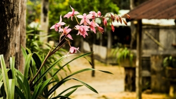 Ngôi làng sạch và đẹp hiếm hoi, vì sao nhà ai cũng  có ít nhất vài nhánh lan rừng?