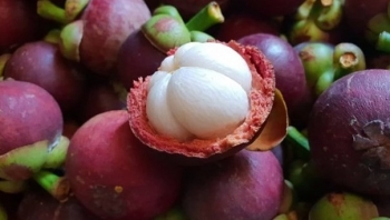 Vì sao trái măng cụt được mệnh danh là “siêu trái cây”?