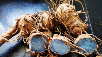 Chữa bệnh bằng nghệ đen, bạn đã biết chưa?