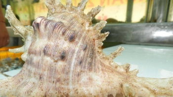 Loại ốc bị nhầm với ốc gai, là đặc sản vùng biển Cô Tô khiến bao thực khách “siêu lòng”