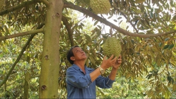 Vùng chuyên canh sầu riêng tiền tỷ, 780ha được cấp mã số xuất khẩu, đều là giống chất lượng cao