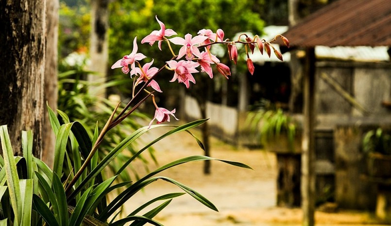 Một nhánh lan rừng đang khoe sắc tại làng Vi Rơ Ngheo. Một nhánh lan rừng đang khoe sắc tại làng Vi Rơ Ngheo.