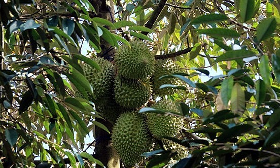 HTX Cẩm Sơn đã thực hiện nhiều giải pháp nhằm nâng cao giá trị trái sầu riêng. HTX Cẩm Sơn đã thực hiện nhiều giải pháp nhằm nâng cao giá trị trái sầu riêng.