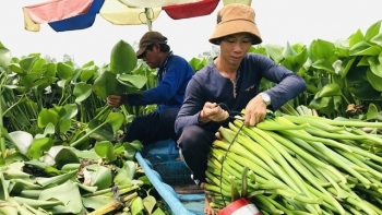 Thứ cây lênh đênh trên sông nước, xưa cho lợn ăn, nay xuất ngoại làm giàu cho nhà nông