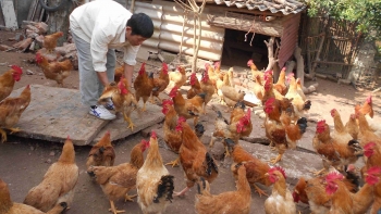 Trong 10 năm, 8 triệu hộ chăn nuôi đã 'biến mất' điều gì đang đẩy ngành chăn nuôi vào ngõ cụt?