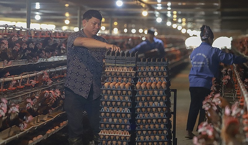 Người chăn nuôi cần liên kết bền vững nhằm tăng sức cạnh tranh, chủ động từ sản xuất tới thị trường.