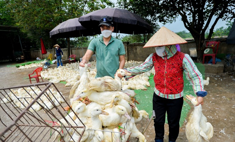 Người chăn nuôi lâm vào tình trạng thua lỗ còn có nguyên nhân không được tiếp cận nguồn vốn ưu đãi.