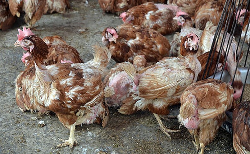 Gà thải loại từ nước ngoài đang ồ ạt về Việt Nam.