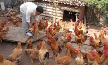 Trong 10 năm, 8 triệu hộ chăn nuôi đã 