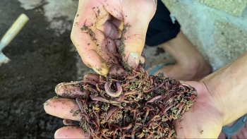 Nuôi lợn thì lao đao bất ngờ thu tiền tỷ nhờ bí quyết biến phân lợn thành 'vàng đen'