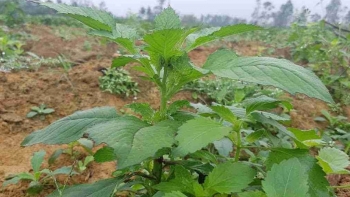 Công dụng chữa bệnh tuyệt vời của rau cải trời