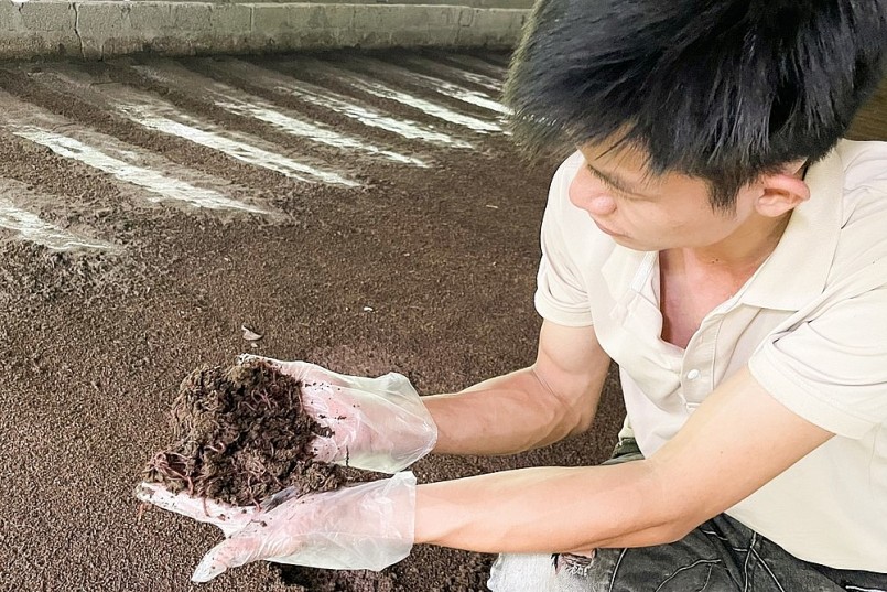 Anh Dương Văn Tú và sản phẩm giun quế được nuôi từ phân lợn. Anh Dương Văn Tú và sản phẩm giun quế được nuôi từ phân lợn.