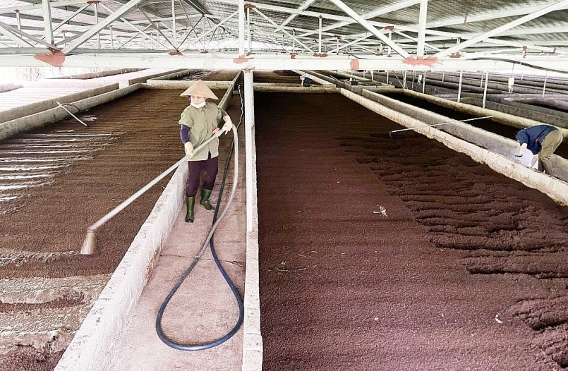 Anh Tú là người tiên phong liên kết với hộ chăn nuôi lợn để nuôi giun quế quy mô lớn. Anh Tú là người tiên phong liên kết với hộ chăn nuôi lợn để nuôi giun quế quy mô lớn.