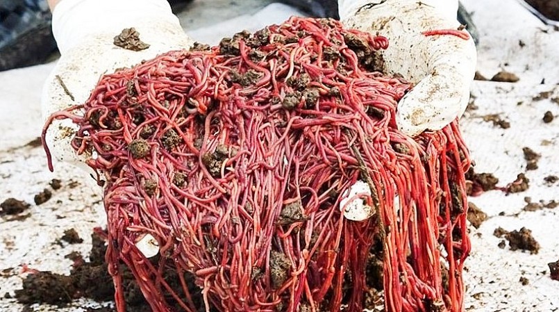 Quy trình nuôi giun quế đơn giản trong khi nhu cầu rất lớn. Quy trình nuôi giun quế đơn giản trong khi nhu cầu rất lớn.