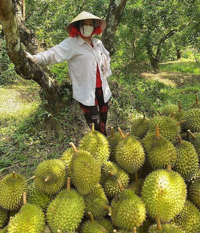 Giá sầu riêng giảm mạnh đã ảnh hưởng tới lợi nhuận của nhà vườn. Giá sầu riêng giảm mạnh đã ảnh hưởng tới lợi nhuận của nhà vườn.