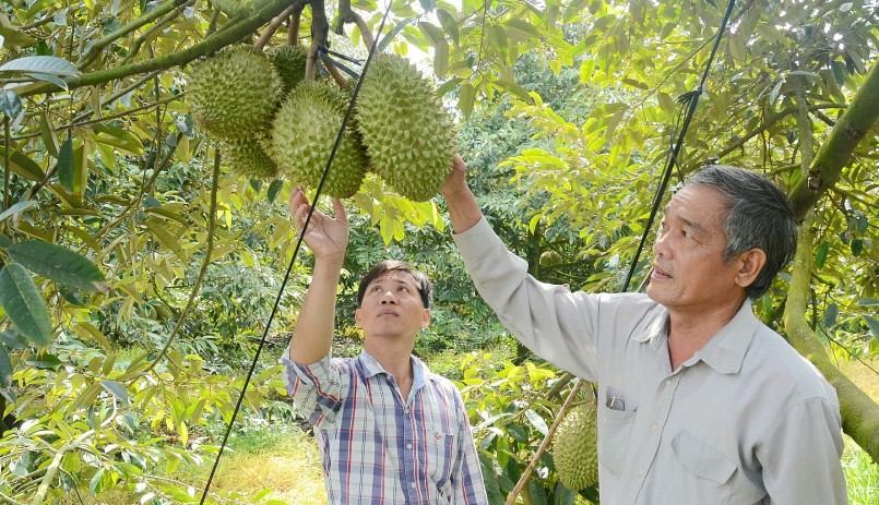Việt Nam cần chú trọng nâng cao chất lượng để khẳng định thương hiệu sầu riêng. Việt Nam cần chú trọng nâng cao chất lượng để khẳng định thương hiệu sầu riêng.
