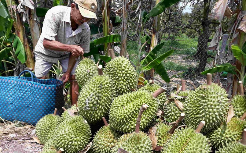 Sầu riêng Việt Nam chịu áp lực cạnh tranh rất lớn với Thái Lan tại thị trường xuất khẩu Trung Quốc. Sầu riêng Việt Nam chịu áp lực cạnh tranh rất lớn với Thái Lan tại thị trường xuất khẩu Trung Quốc.