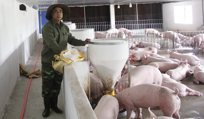 Giá heo hơi hôm nay (23/5), tăng đồng loạt cao nhất 6.000 đồng/kg, lần đầu tiên giá heo chạm mốc 61.000 đồng/kg.