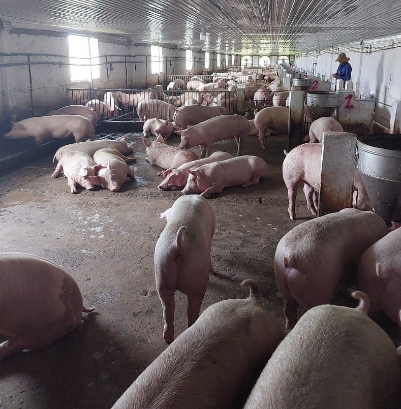 Giá heo hơi hôm nay (23/5), giá heo tăng mạnh đã đem lại lợi nhuận khủng cho những doanh nghiệp chăn nuôi quy mô lớn.