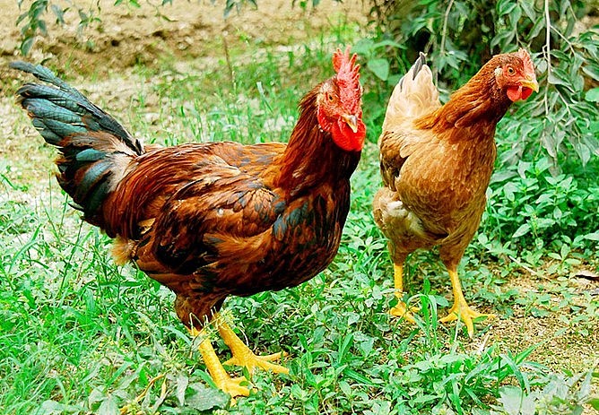 Kể tên những đặc sản trứ danh của Bắc Giang, có loại quả ai cũng biết