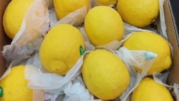 Giống chanh toàn vỏ với cùi, giá lên đến 200.000 đồng/quả vẫn được người người lùng mua