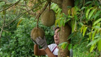 Cả Thái Lan và Malaysia cũng "đứng ngồi không yên" trước tham vọng trồng sầu riêng của Trung Quốc