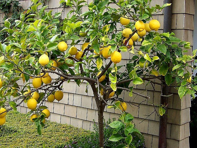 Chanh vàng đang được rao bán mức giá từ 120.000 - 200.000 đồng/kg Chanh vàng đang được rao bán mức giá từ 120.000 - 200.000 đồng/kg