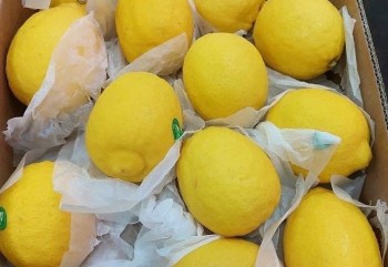 Giống chanh toàn vỏ với cùi, giá lên đến 200.000 đồng/quả vẫn được người người lùng mua