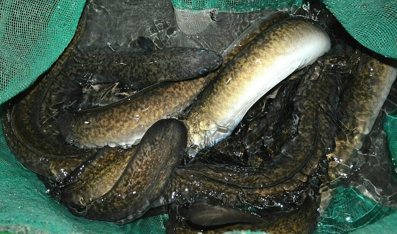 Cá chình thương phẩm nuôi trong bể xi măng sau khi thu hoạch. Cá chình thương phẩm nuôi trong bể xi măng sau khi thu hoạch.