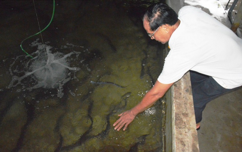 ông mạnh dạn đầu tư hàng trăm triệu đồng để ươm cá chình giống trong bể xi măng. ông mạnh dạn đầu tư hàng trăm triệu đồng để ươm cá chình giống trong bể xi măng.