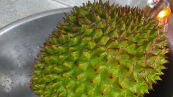 Bất ngờ nhúng sầu riêng vào nước tăng lực cho chín đều, hiệu quả mà vô hại chuyên gia cũng bất ngờ