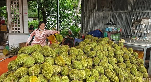 Sử dụng nước tăng lực để sầu riêng chín đều là phương pháp mới được áp dụng.