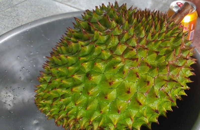 Trái sầu riêng vừa được tắm bằng nước tăng lực để cho chín đều.