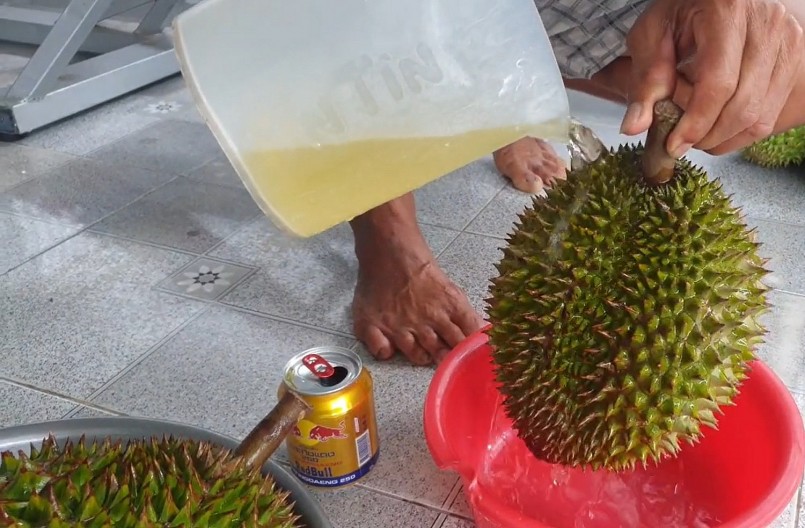 Nhiều nhà vườn áp dụng phương pháp tắm sầu riêng bằng nước tăng lực vừa hiệu quả lại an toàn.