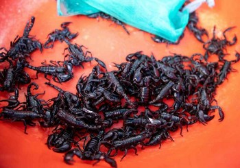 Về vùng Bảy Núi An Giang thưởng thức món đặc sản kỳ lạ, vừa ăn vừa run