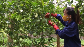 Cơn sốc giảm giá ở "thủ phủ" chanh dây Gia Lai, giấc mơ tiền tỷ liệu có tan thành mây khói?