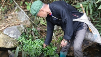 Loại rau rừng nghe muốn "gãy răng" lại cực tốt cho mùa hè, chỉ Bắc Hà mới có