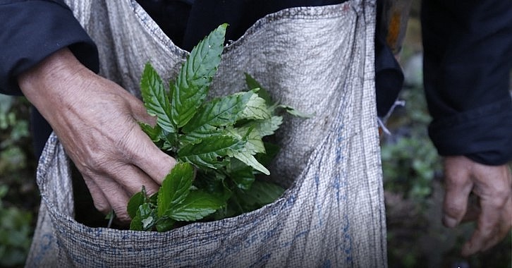 Sở dĩ tên là rau đá bởi loại rau này mọc ở các vách đá trên núi cao hoặc ven các con suối. Sở dĩ tên là rau đá bởi loại rau này mọc ở các vách đá trên núi cao hoặc ven các con suối.