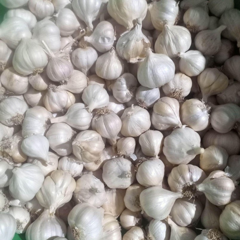 người dân địa phương sẽ gieo trồng Tỏi Phan Rang vào giữa tháng 9 âm lịch hằng năm 