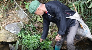 Loại rau rừng nghe muốn "gãy răng" lại cực tốt cho mùa hè, chỉ Bắc Hà mới có