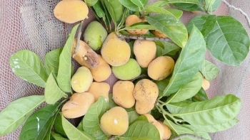 Mùa chay rừng lúc lỉu chín vàng