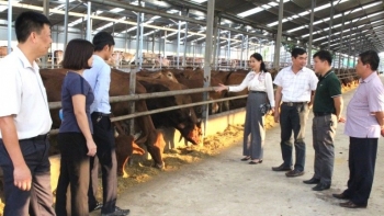 Hòa Bình: Phổ biến, tuyên truyền pháp luật trong lĩnh vực chăn nuôi và thú y