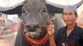 Kinh ngạc với con trâu khổng lồ mới 3 năm tuổi được rao bán với giá 35 tỷ đồng