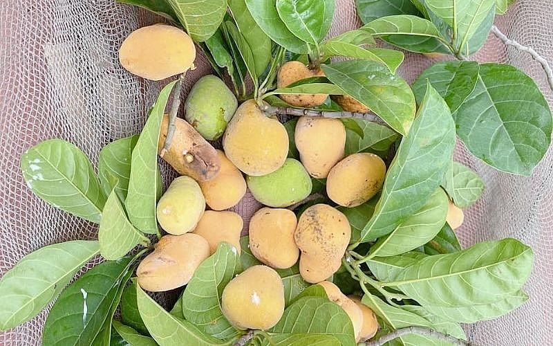 hè về là lúc quả chay rừng chín rộ