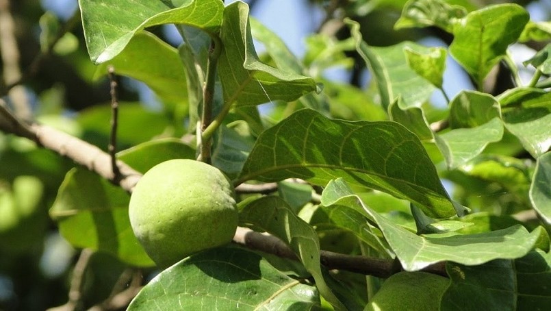 quả chay chắc hẳn cũng là một phần trong tuổi thơ của nhiều người