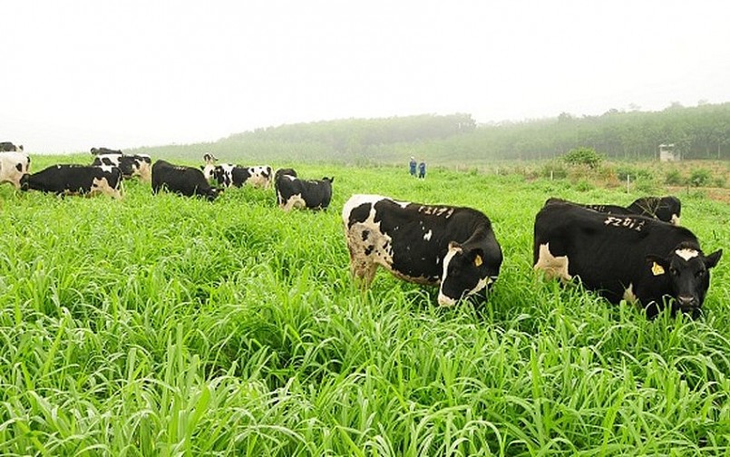 Hòa Bình: Phổ biến, tuyên truyền pháp luật trong lĩnh vực chăn nuôi và thú y Hòa Bình: Phổ biến, tuyên truyền pháp luật trong lĩnh vực chăn nuôi và thú y