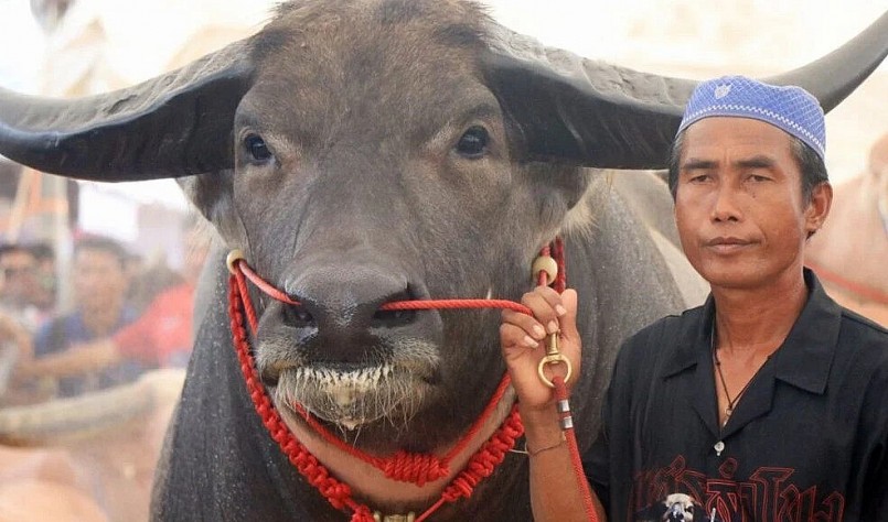 Petch Lamkhong là một con trâu nước nặng tới 1,4 tấn được chủ rao bán 35 tỷ đồng.