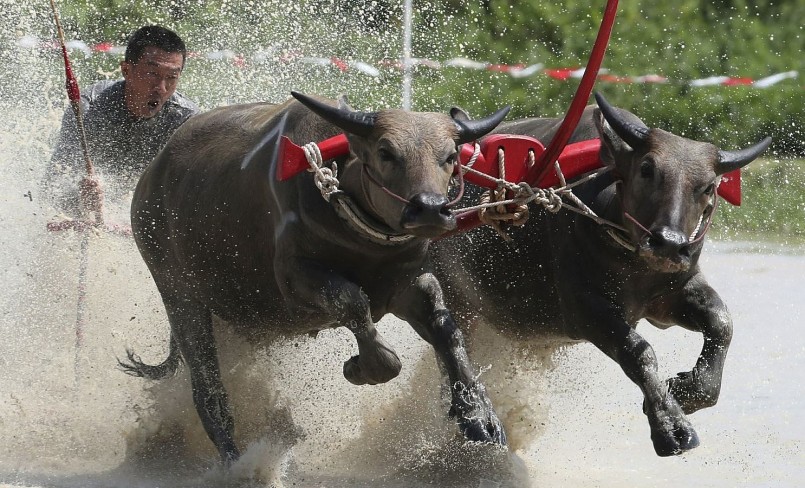 Ở Thái Lan có nhiều lễ hội truyền thống gắn với con trâu.