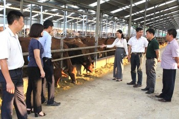 Hòa Bình: Phổ biến, tuyên truyền pháp luật trong lĩnh vực chăn nuôi và thú y